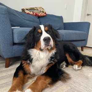 Meet your Posher, Krista